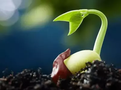 Guía Completa para el Éxito en la Siembra de Semillas en Macetas
