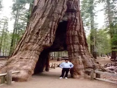 La Imponente Sequoia Gigante: Un Coloso Verde de Norteamérica