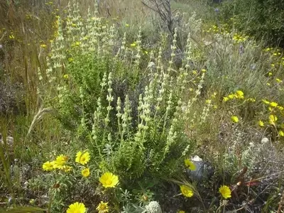 Descubriendo la Sideritis angustifolia: Propiedades y Usos Ancestrales