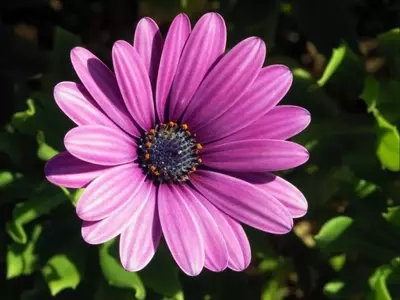 Guía Completa para el Cultivo de Semilleros en Verano: Secretos y Especies Clave