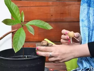 Cultivo de Aguacates en Casa: Una Guía Completa para el Éxito