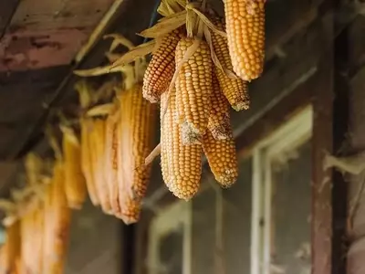 Guía Completa para el Cultivo y Cosecha del Maíz Dulce