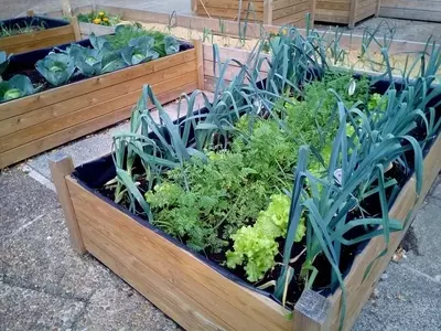 Cultivando la Naturaleza en Casa: Una Guía Completa para Huertos Urbanos