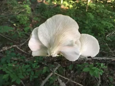 Descubriendo el Hongo Rey: Pleurotus eryngii