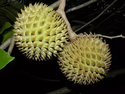 Sincuya: El Fascinante Árbol Tropical que Deleita el Paladar