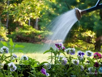 Señales de Exceso de Riego en Plantas: Cómo Identificarlas y Solucionarlas