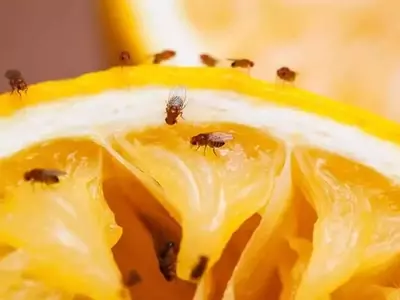 La Mosca de la Fruta: Identificación, Prevención y Métodos de Control Efectivos