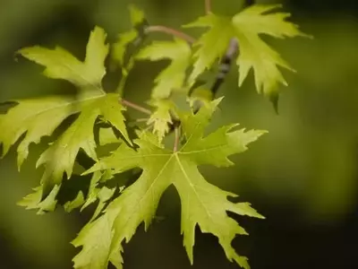 La Importancia Vital del Potasio en el Crecimiento y Salud de las Plantas