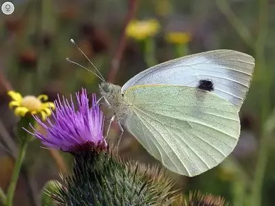 La Plaga Silenciosa: Cómo Combatir la Mariposa de la Col y Proteger tus Cultivos
