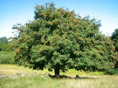 Descubriendo el Serbal de los Cazadores: Una Joya Botánica para Jardines Templados