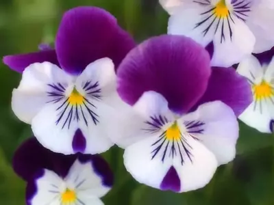Guía Completa para el Cultivo de Flores en Invierno: Consejos y Especies Ideales