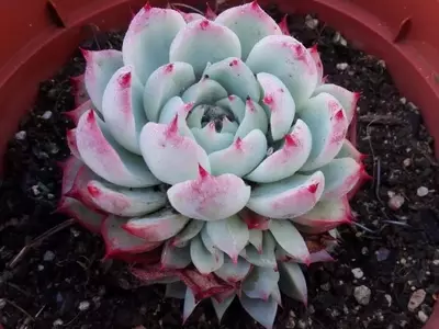 Cómo Identificar y Recuperar Plantas Suculentas Afectadas por Bajas Temperaturas