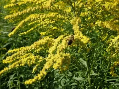 Descubriendo la Solidago: La Vara de Oro en tu Jardín