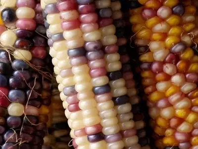 Semillas Transgénicas: Innovación Genética en la Agricultura