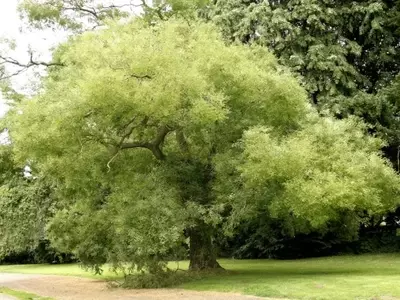 Descubriendo la Sofora Japonesa: El Árbol de las Pagodas y sus Secretos