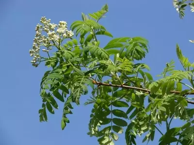 Descubre el Serbal Común: Un Árbol Versátil y Resistente para tu Jardín