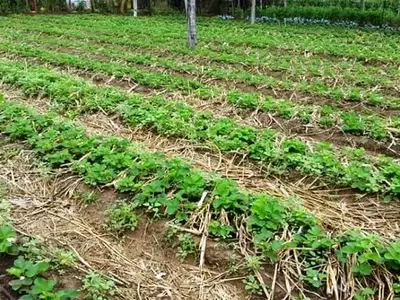 La Rotación de Cultivos: Un Pilar Fundamental para la Sostenibilidad Agrícola