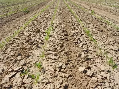 La siembra falsa: una técnica orgánica eficaz para el control de malas hierbas