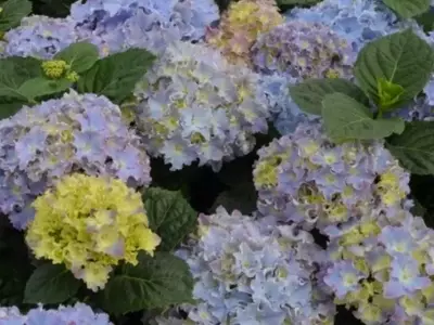 Transformando Hortensias: La Ciencia Detrás del Azul Intenso con Sulfato de Aluminio