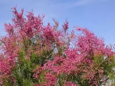 El Misterio del Tamarix: Un Árbol Exótico con Resistencia Inigualable