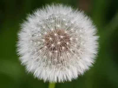 Descubriendo el Diente de León: Propiedades, Cultivo y Usos del Taraxacum Officinale