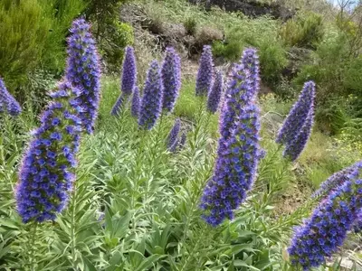 Descubriendo el Tajinaste: Una Joya Botánica de las Islas Canarias