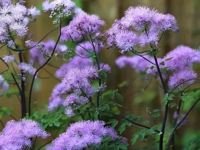 Guía Completa del Thalictrum Aquilegifolium: Cultivo y Cuidado