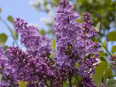 Guía Completa para el Cultivo y Cuidado de la Lila (Syringa vulgaris)