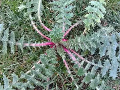 Tagarninas: De Alimento de Supervivencia a Tesoro Culinario y Medicinal