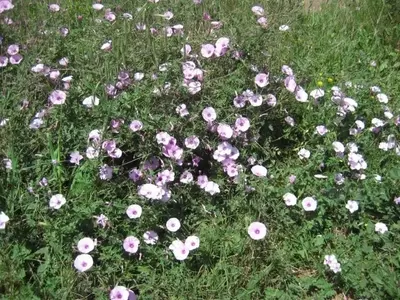 Transforma tu Jardín: La Belleza y Sostenibilidad de las Praderas Naturales