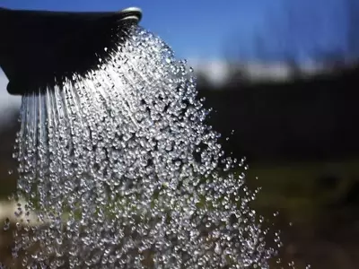 La Importancia del Agua Correcta para sus Plantas