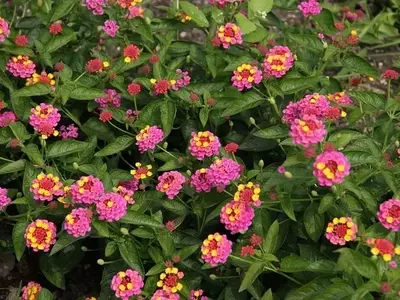 Guía Completa para el Cuidado y Poda de la Lantana