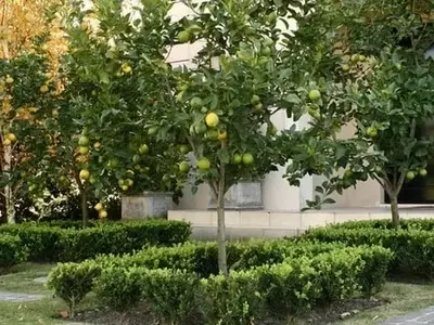 Guía Completa para Cultivar y Cuidar un Limonero en Casa
