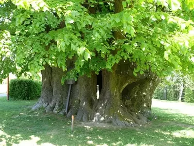 Descubriendo la Naturaleza de los Árboles Perennes: Belleza Duradera en Cualquier Estación