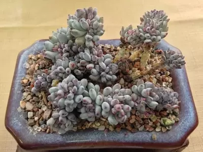 Descubriendo el Fascinante Mundo de las Graptopetalum