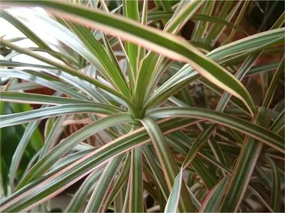 Drácena Marginata: El Cuidado Esencial para un Crecimiento Saludable
