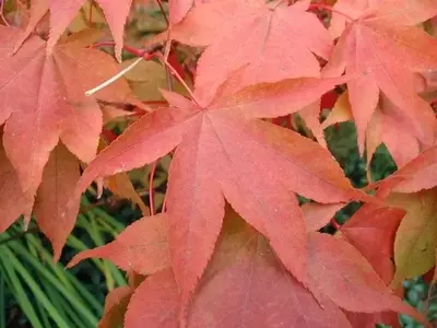 Dominando el Cultivo de Árboles en Maceta: Una Guía Esencial para Jardineros Urbanos