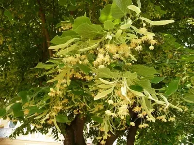 Descubriendo el Tilo: Un Gigante Majestuoso para tu Jardín