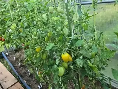 Guía Definitiva para Madurar Tomates en Casa: Estrategias y Errores Comunes