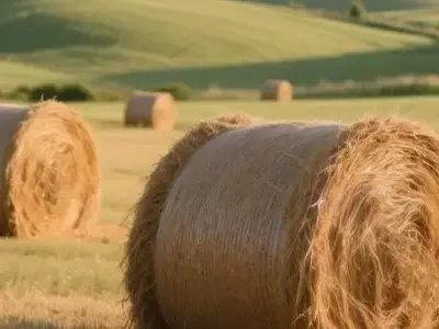 Optimización del Forraje: Subproductos de Colza y Paja de Trigo en la Dieta del Ganado Canadiense
