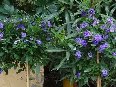 Solanum Rantonnetii: La Joya Versátil del Jardín