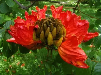 Spathodea campanulata: El Árbol de Flores Cautivadoras y Sus Cuidados Esenciales