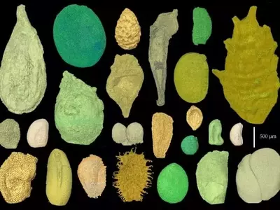 El Asombroso Hallazgo de Semillas Fosilizadas de 130 Millones de Años