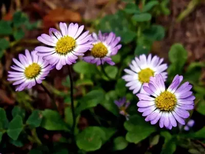 Guía Definitiva para Revitalizar Plantas Afligidas