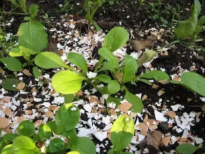 Cáscaras de Huevo: Un Tesoro Oculto para tu Jardín