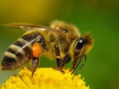 Revolución Natural: Feromonas para el Control Ecológico de Plagas