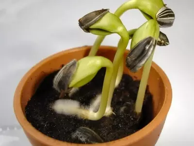 Técnicas Esenciales para la Germinación Exitosa de Semillas