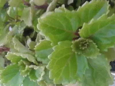 La Plectranthus Verticillatus: Un Toque de Prosperidad y Belleza en Tu Hogar