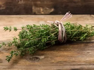 Tomillo Limonero: Una Joya Botánica con Propiedades Culinarias y Medicinales