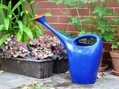 Guía Completa para el Uso del Hidrogel en la Jardinería: Optimización del Riego y Cuidado Vegetal